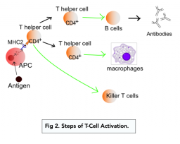 The Adaptive Immune Response (A-level Biology) - Study Mind