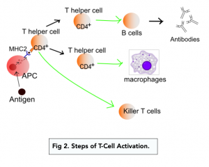 A-level Biology - The Adaptive Immune Response
