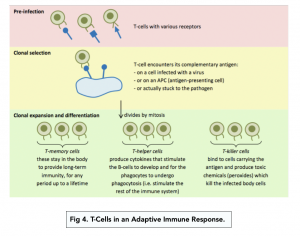 A-level Biology - The Adaptive Immune Response