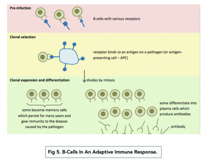 The Adaptive Immune Response (A-level Biology) - Study Mind