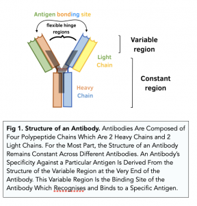 A-level Biology - Structure and Function of Antibodies