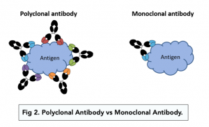 A-level Biology - Structure and Function of Antibodies