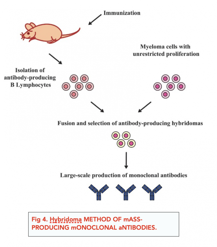 Structure and Function of Antibodies (Alevel Biology) Study Mind