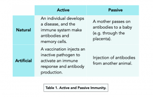 Types of Immunity and Vaccinations (A-level Biology) - Study Mind