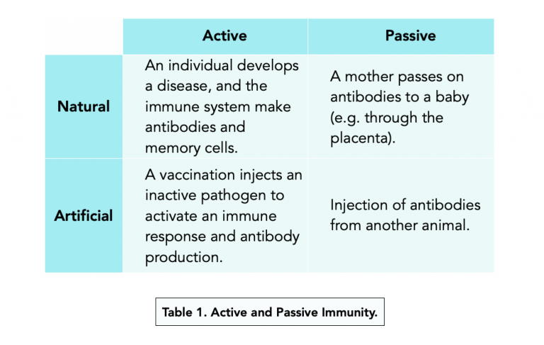 write an assignment on immunity and immunization