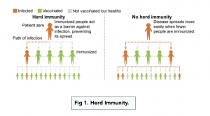 A-level Biology - Types of Immunity and Vaccinations
