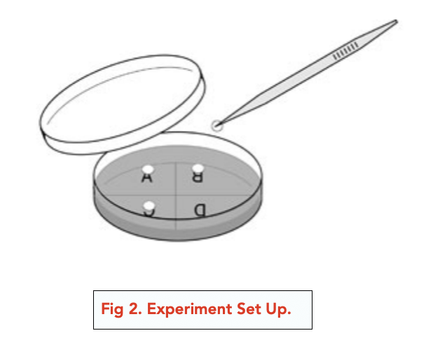 A-level Biology - Bacteria, Antibiotics and Other Medicines