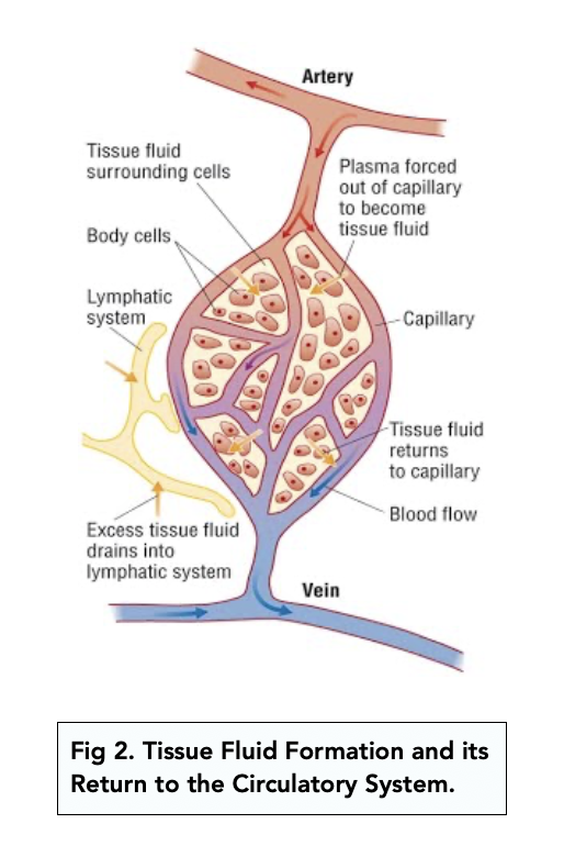 Exchange in Capillaries (Alevel Biology) Study Mind