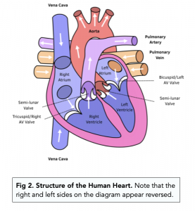 simple heart diagram with nodes