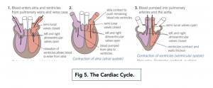 A-level Biology - Structure of the Heart