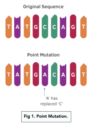 Chromosome Mutations (A-level Biology) - Study Mind