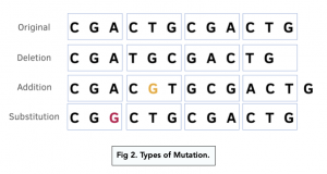 A-level Biology - Chromosome Mutations