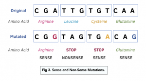 Nonsense mutation - Definition and Examples - Biology Online