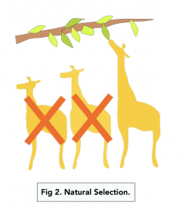 A-level Biology - Mechanism of Natural Selection