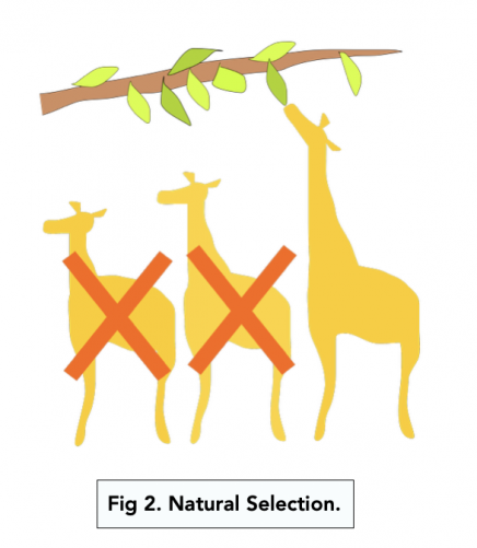 Mechanism of Natural Selection (A-level Biology) - Study Mind