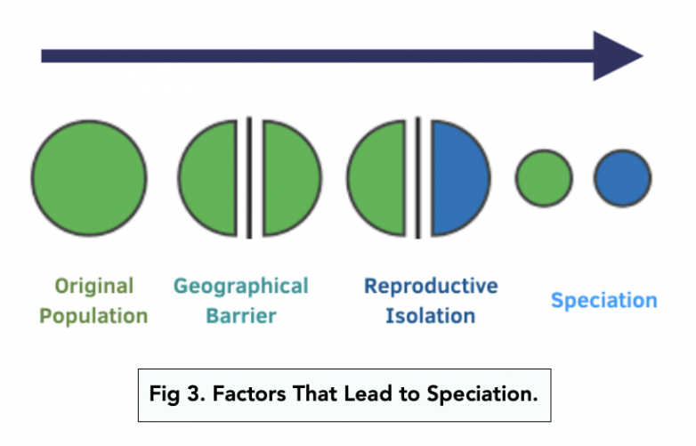 Mechanism of Natural Selection (Alevel Biology) Study Mind