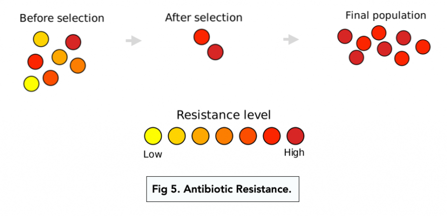 Types of Selection (A-level Biology) - Study Mind