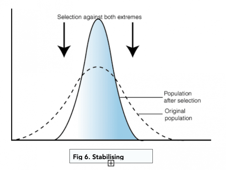 Selection. Stabilizing selection. Types of selection. Natural selection graphs. Neoreodez (Stabilized NACLO):.