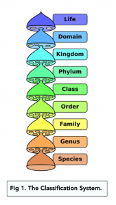 A-level Biology - Phylogeny and Classification