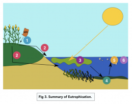 Factors Affecting Biodiversity (A-level Biology) - Study Mind