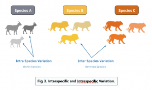 variation in species