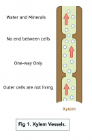 The Xylem (A-level Biology) - Study Mind