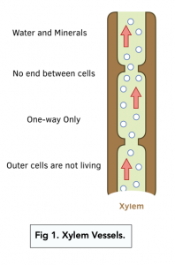 A-level Biology - The Xylem