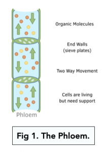 A-level Biology -  The Phloem