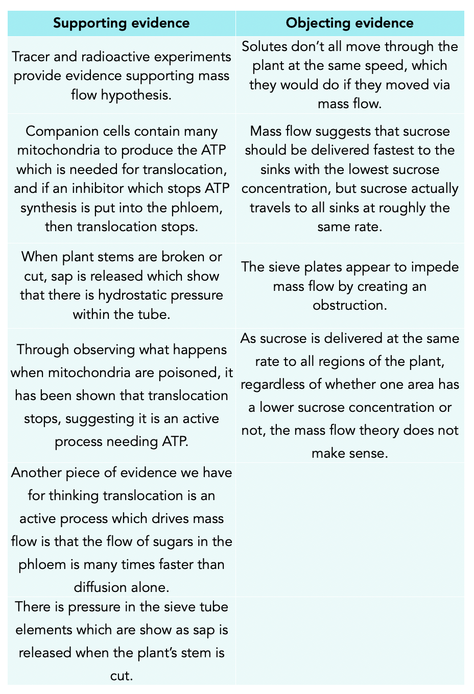 Translocation and Evidence of the Mass Flow Hypothesis (Alevel Biology