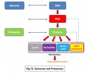 A-level Biology -  Genes and Protein Synthesis