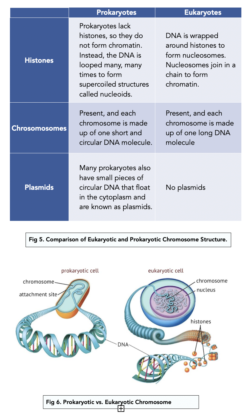 introducing-the-genetic-code-a-level-biology-study-mind