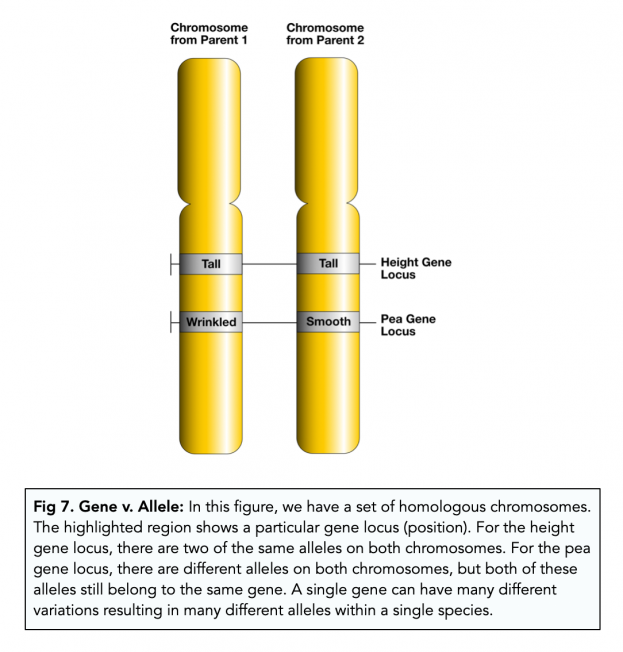 Features of the Genetic Code (A-level Biology) - Study Mind