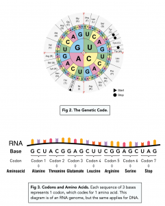 A-level Biology - Features of the Genetic Code