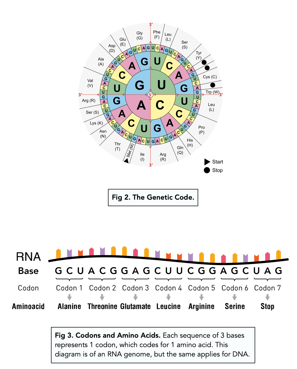 genetic code essay