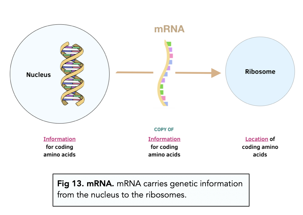 Messenger RNA (Alevel Biology) Study Mind