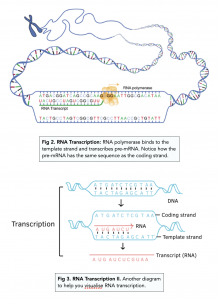 Transcription (A-level Biology)