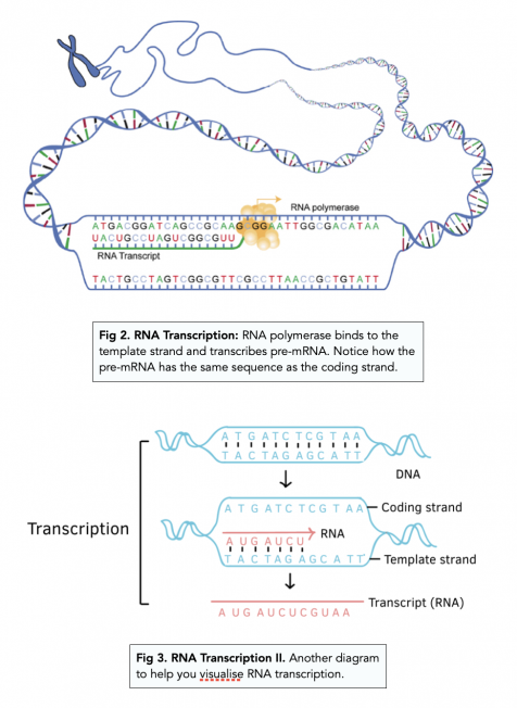 Transcription (A-level Biology) - Study Mind