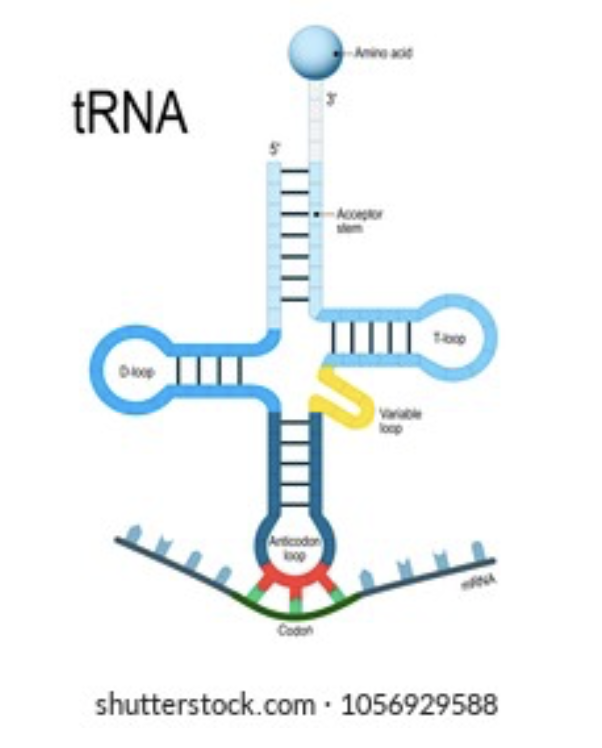 trna structure diagram