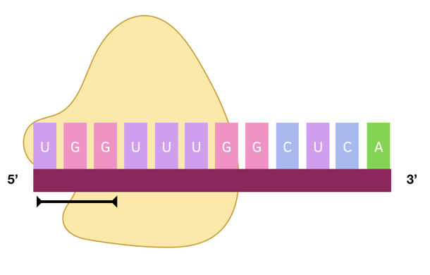 Transfer Rna A Level Biology Study Mind