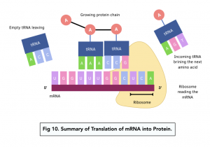 A-level Biology - Transfer RNA