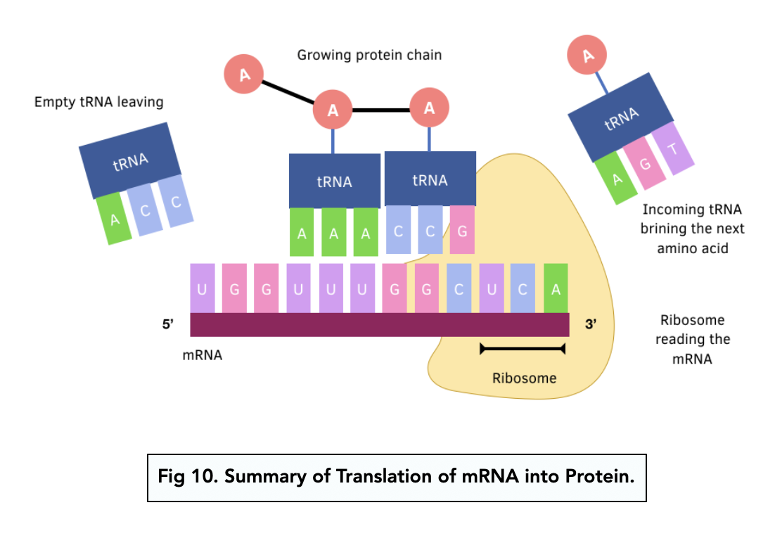 A-level Biology – Transfer RNA