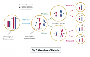 Importance of Meiosis (A-level Biology) - Study Mind