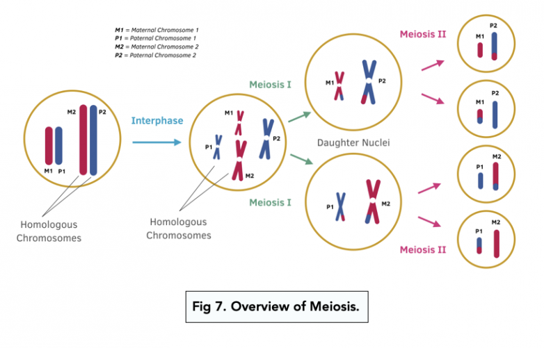 Importance of Meiosis (A-level Biology) - Study Mind