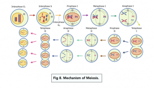 A-level Biology -Cell Division By Meiosis