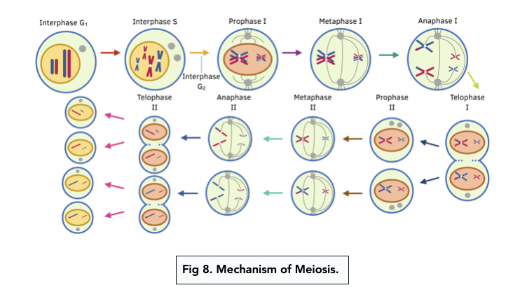 Cell Division By Meiosis (A-level Biology) - Study Mind