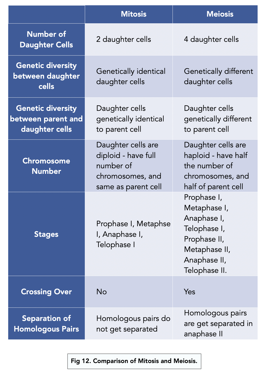 How Meiosis Produces Variation (A-level Biology) - Study Mind