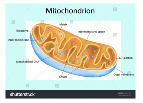 The Structure of Mitochondria (A-level Biology) - Study Mind