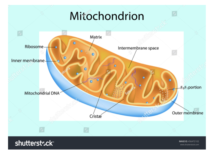 mitochondrial matrix
