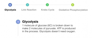 A-level Biology - Glycolysis
