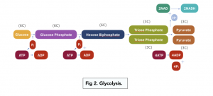 A-level Biology - The Stages and Products of Glycolysis